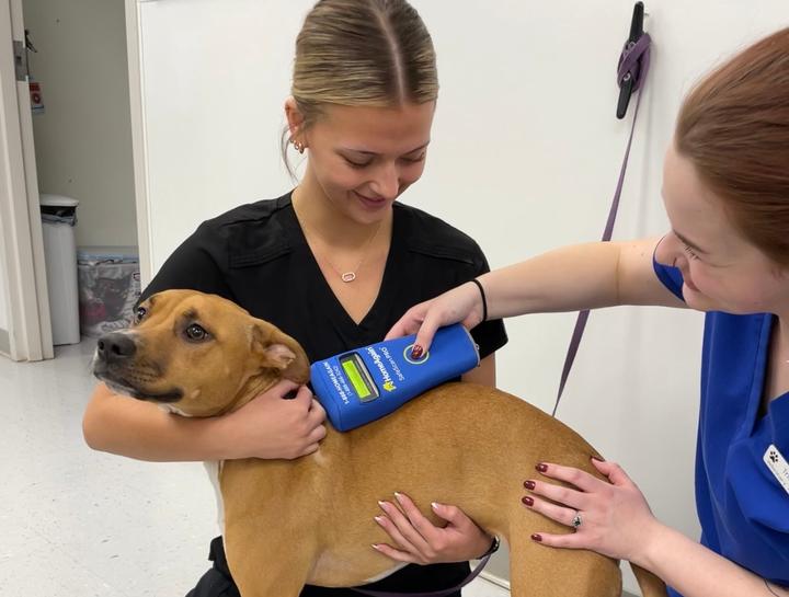 Pet Microchipping