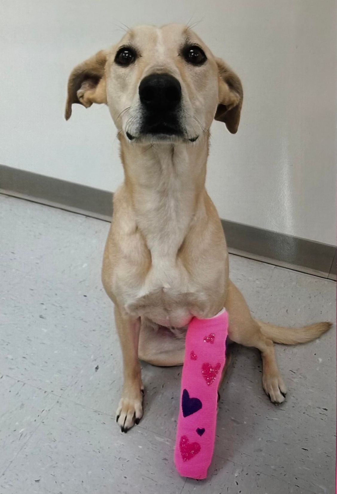 Orthopedic Pet Surgery