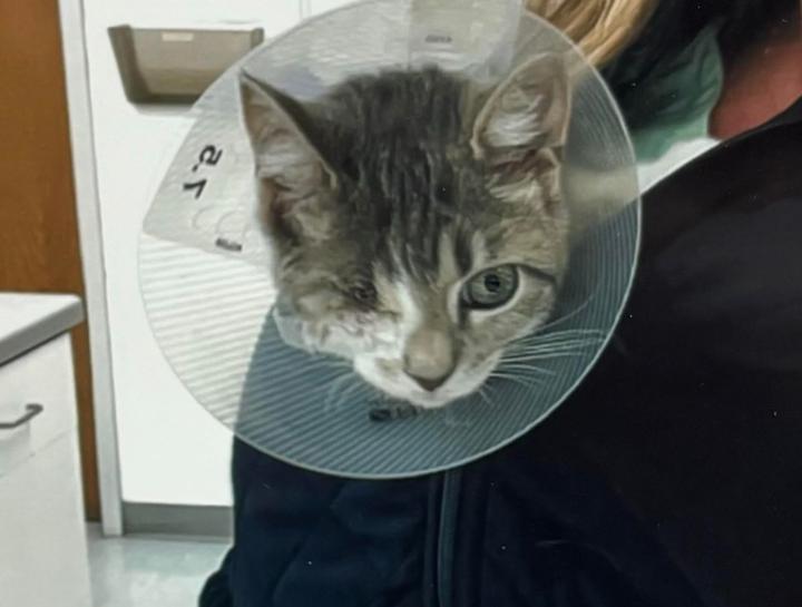 Advanced Soft Tissue Surgery