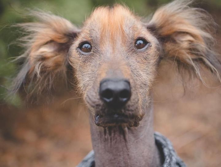 Pet Allergy & Dermatology