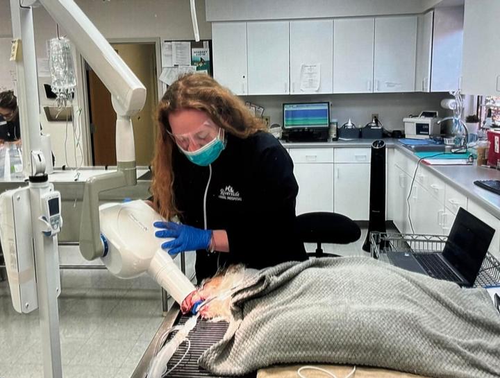 Digital Dental Radiology