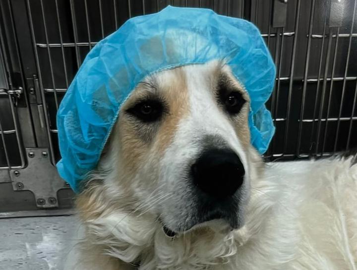 Spay & Neuter Procedures