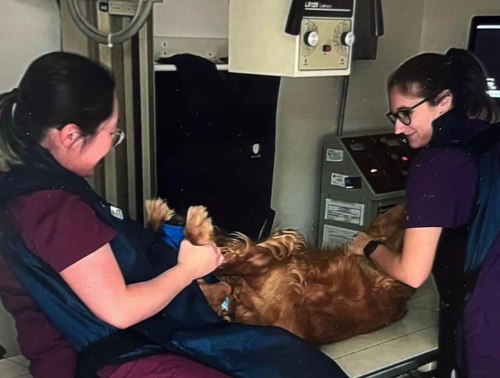 Pet Digital Radiology